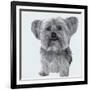 Yorkie-Emily Burrowes-Framed Art Print