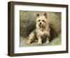 Yorkie-John Emms-Framed Giclee Print