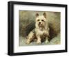 Yorkie-John Emms-Framed Giclee Print