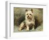 Yorkie-John Emms-Framed Giclee Print