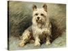 Yorkie-John Emms-Stretched Canvas