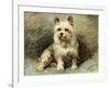 Yorkie-John Emms-Framed Giclee Print