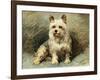 Yorkie-John Emms-Framed Giclee Print