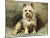 Yorkie-John Emms-Mounted Giclee Print