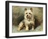 Yorkie-John Emms-Framed Giclee Print