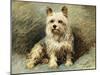 Yorkie-John Emms-Mounted Giclee Print