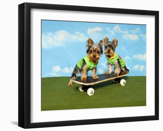 Yorkies On A Skateboard-Blueiris-Framed Photographic Print