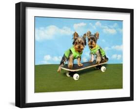 Yorkies On A Skateboard-Blueiris-Framed Photographic Print