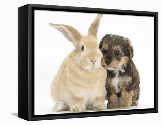 Yorkipoo Pup, 6 Weeks Old, with Sandy Rabbit-Mark Taylor-Framed Stretched Canvas