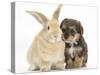 Yorkipoo Pup, 6 Weeks Old, with Sandy Rabbit-Mark Taylor-Stretched Canvas