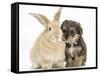 Yorkipoo Pup, 6 Weeks Old, with Sandy Rabbit-Mark Taylor-Framed Stretched Canvas