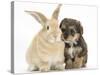 Yorkipoo Pup, 6 Weeks Old, with Sandy Rabbit-Mark Taylor-Stretched Canvas