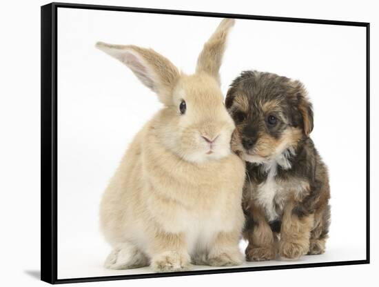 Yorkipoo Pup, 6 Weeks Old, with Sandy Rabbit-Mark Taylor-Framed Stretched Canvas