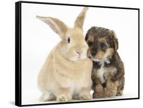 Yorkipoo Pup, 6 Weeks Old, with Sandy Rabbit-Mark Taylor-Framed Stretched Canvas