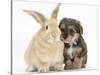 Yorkipoo Pup, 6 Weeks Old, with Sandy Rabbit-Mark Taylor-Stretched Canvas