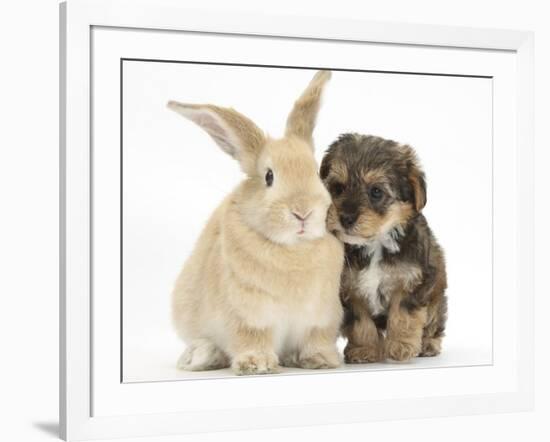 Yorkipoo Pup, 6 Weeks Old, with Sandy Rabbit-Mark Taylor-Framed Photographic Print