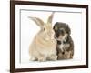 Yorkipoo Pup, 6 Weeks Old, with Sandy Rabbit-Mark Taylor-Framed Photographic Print