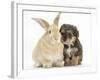 Yorkipoo Pup, 6 Weeks Old, with Sandy Rabbit-Mark Taylor-Framed Photographic Print