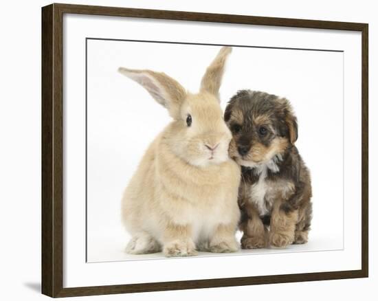 Yorkipoo Pup, 6 Weeks Old, with Sandy Rabbit-Mark Taylor-Framed Photographic Print