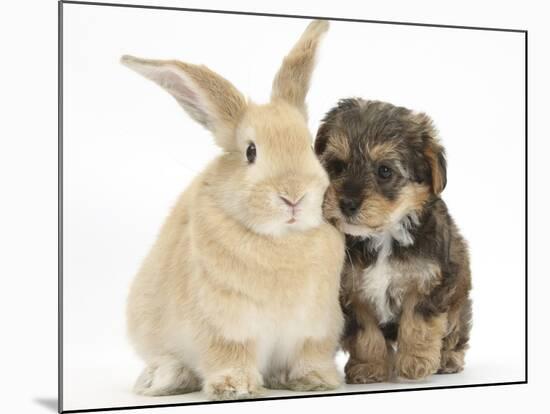 Yorkipoo Pup, 6 Weeks Old, with Sandy Rabbit-Mark Taylor-Mounted Photographic Print