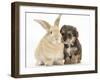 Yorkipoo Pup, 6 Weeks Old, with Sandy Rabbit-Mark Taylor-Framed Photographic Print