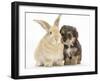 Yorkipoo Pup, 6 Weeks Old, with Sandy Rabbit-Mark Taylor-Framed Photographic Print