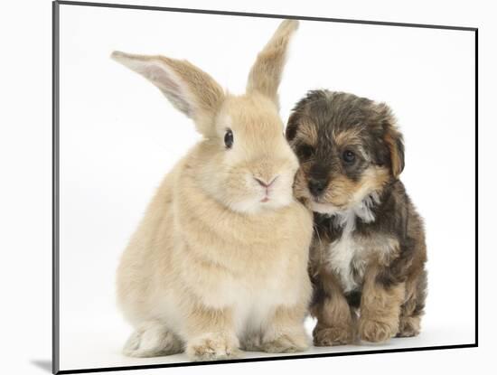Yorkipoo Pup, 6 Weeks Old, with Sandy Rabbit-Mark Taylor-Mounted Photographic Print