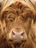 Telephoto View of the Face of a Highland Cow-Yorkman-Framed Stretched Canvas