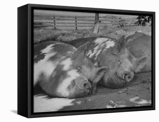 Yorkshire Hogs Smirking with Comfort in Pen on Curtiss Farms Owned by the Curtiss Candy Co.-Wallace Kirkland-Framed Stretched Canvas