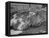 Yorkshire Hogs Smirking with Comfort in Pen on Curtiss Farms Owned by the Curtiss Candy Co.-Wallace Kirkland-Framed Stretched Canvas