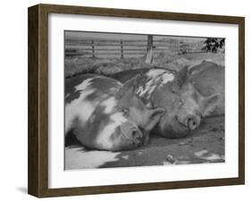 Yorkshire Hogs Smirking with Comfort in Pen on Curtiss Farms Owned by the Curtiss Candy Co.-Wallace Kirkland-Framed Photographic Print