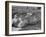 Yorkshire Hogs Smirking with Comfort in Pen on Curtiss Farms Owned by the Curtiss Candy Co.-Wallace Kirkland-Framed Photographic Print
