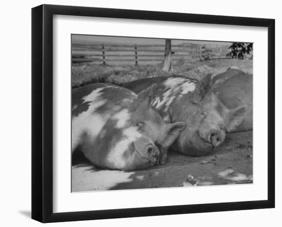 Yorkshire Hogs Smirking with Comfort in Pen on Curtiss Farms Owned by the Curtiss Candy Co.-Wallace Kirkland-Framed Photographic Print