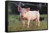 Yorkshire Pig on Grass-DLILLC-Framed Stretched Canvas