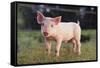 Yorkshire Pig on Grass-DLILLC-Framed Stretched Canvas