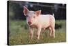 Yorkshire Pig on Grass-DLILLC-Stretched Canvas