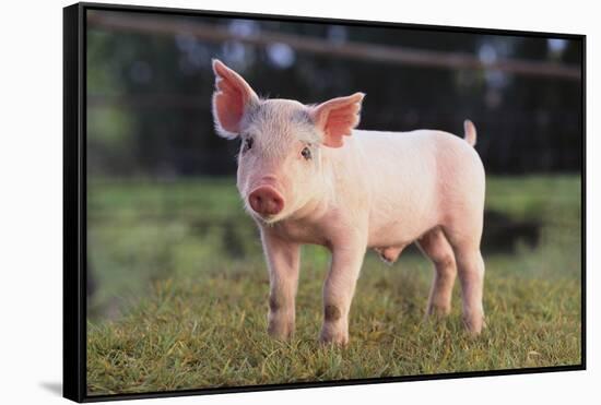 Yorkshire Pig on Grass-DLILLC-Framed Stretched Canvas