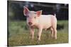 Yorkshire Pig on Grass-DLILLC-Stretched Canvas