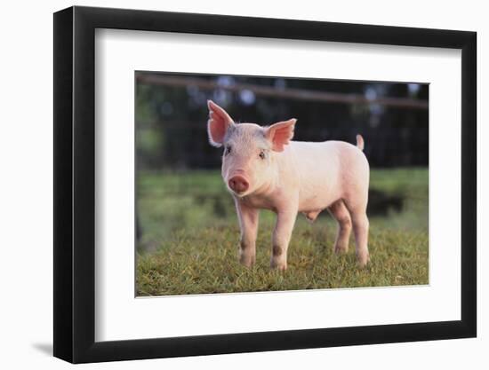 Yorkshire Pig on Grass-DLILLC-Framed Photographic Print