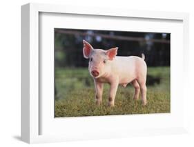 Yorkshire Pig on Grass-DLILLC-Framed Photographic Print