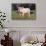 Yorkshire Pig on Grass-DLILLC-Photographic Print displayed on a wall