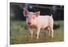 Yorkshire Pig on Grass-DLILLC-Framed Photographic Print