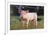 Yorkshire Pig on Grass-DLILLC-Framed Photographic Print