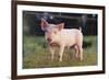 Yorkshire Pig on Grass-DLILLC-Framed Photographic Print