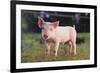 Yorkshire Pig on Grass-DLILLC-Framed Photographic Print