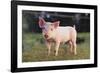 Yorkshire Pig on Grass-DLILLC-Framed Photographic Print