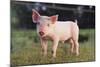 Yorkshire Pig on Grass-DLILLC-Mounted Photographic Print