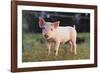 Yorkshire Pig on Grass-DLILLC-Framed Photographic Print