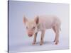 Yorkshire Pig-DLILLC-Stretched Canvas