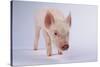 Yorkshire Pig-DLILLC-Stretched Canvas